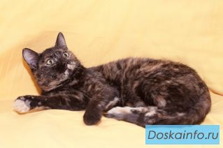 Котенок-подросток в добрые руки 