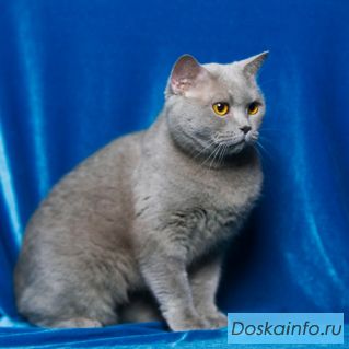 Скоттиш Страйт в поисках дома