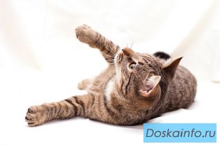 Милый милый котенок Мотя в добрые руки.