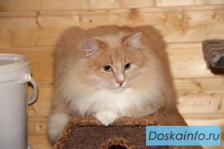 Крупный кот Помпон ищет хозяев