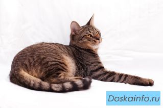 Два милых брата-акробата. Отдам подрощенных котят  