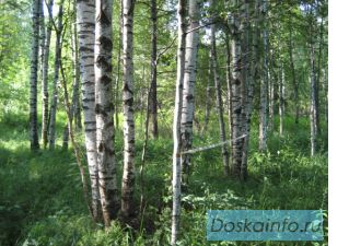 Продам участок в Шелепаново,  ленинградское ш. 35км