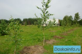Продаю землю сельхозназначения в 250 км от Москвы
