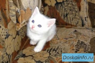 Котята в дар. 