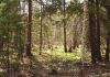 Продам участо Киевское море, лес  12 соток, Ясногородка от хозяина