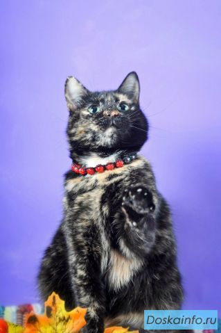 Красавица кошка Нюша  ищет дом