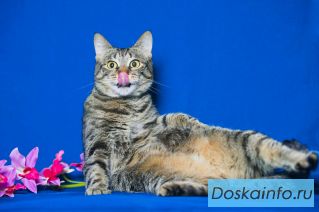 Отдам кошку Машеньку