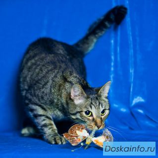 Отдам полосатого кота Фунтика
