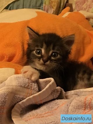 Маленький котенок с ладошку