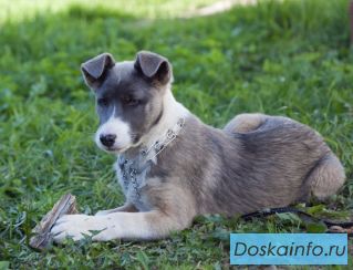 Отдам щенка с ярким окрасом