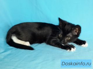 Забавный Маркизный котенок в добрые руки