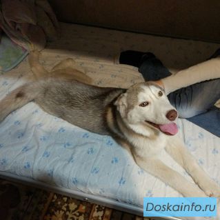 Ищем хаску девочку