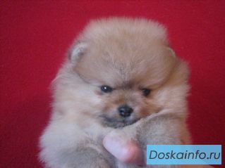 Мохнатые собачки  померанские шпицы