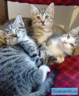 Котята - девочки в дар. 