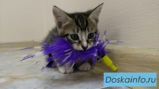 Котенок Сэмми в добрые руки