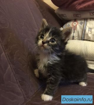 Крошки котята в поисках хозяев