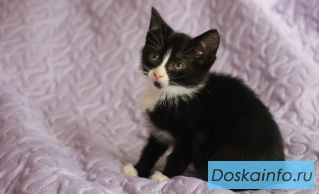Котенок Данута