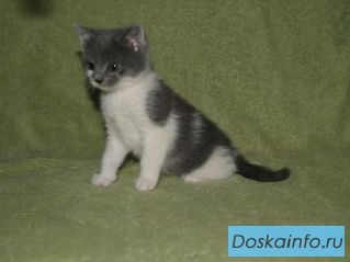 Ищут дом замечательные котята. 