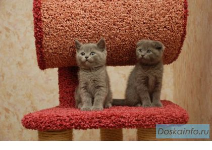 Шотландские вислоухие и прямоухие котята