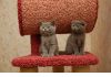 Шотландские вислоухие и прямоухие котята
