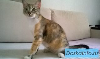 Отдам кошку и троих ее котят в хорошие руки