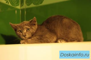 Котята ищут дом