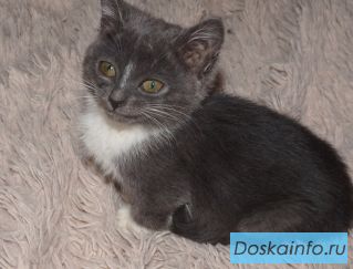 Отдам замечательных котят
