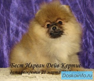 Померанский шпиц щенки