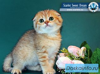 «SSD» - Московский питомник - шотландские вислоухие котята, продам котят ...