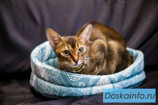 Абиссинка Молли ищет хозяев