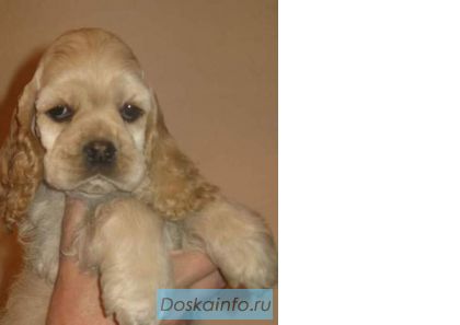 Щенки американский кокер спаниель