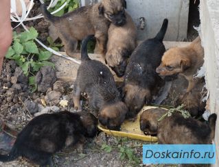 Щенки для дома