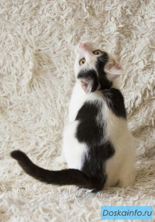 Котик Марс в поиске дома
