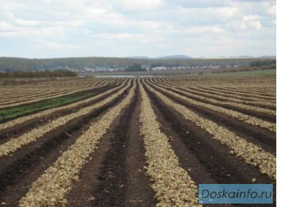Продажа земельных участков сельхозназначения в Азове