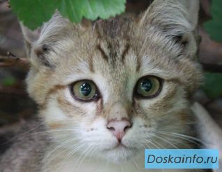 Котята срочно ищут ДОМ!