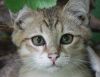 Котята срочно ищут ДОМ!