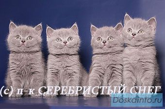 Британские котята. Питомник британских кошек
