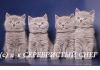 Британские котята. Питомник британских кошек