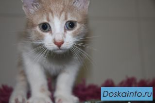 Котенок в добрые руки