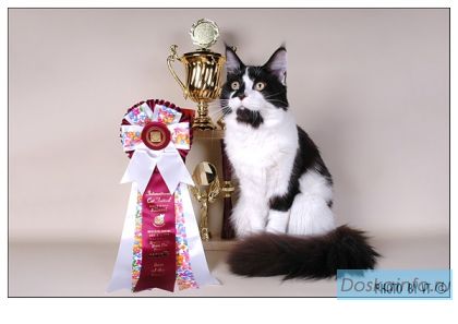 Котята Мейн куна от производителя из Германии!