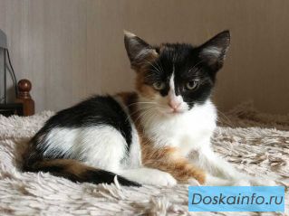 Милейший котенок необычного окраса