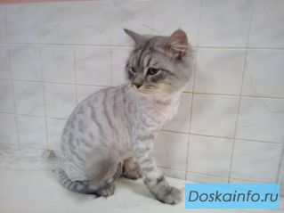 Услуги ветеринара Бося, товары для животных Кострома