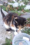Котенок