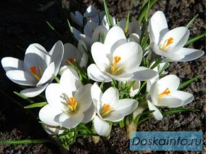 Стихи и песни на заказ