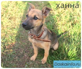 Ханна очень нуждается в доме