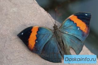 Экзотические Живые Бабочки из  Пакистана