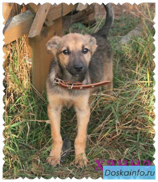 Щенок Ханна