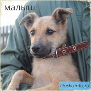 Щенок Малыш