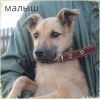 Щенок Малыш