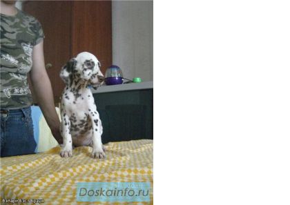 Щенки Далматина!